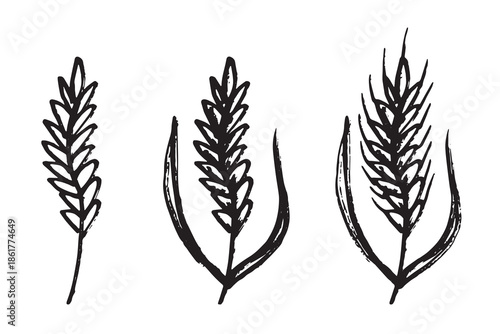 Set of hand drawn cereal wheat oat rye barley rice ears spikelet clipart Organic wheat bread agriculture farming harvest healthy food Single element for design print packaging label decor