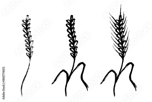Set of hand drawn cereal wheat oat rye barley rice ears spikelet clipart Organic wheat bread agriculture farming harvest healthy food Single element for design print packaging label decor