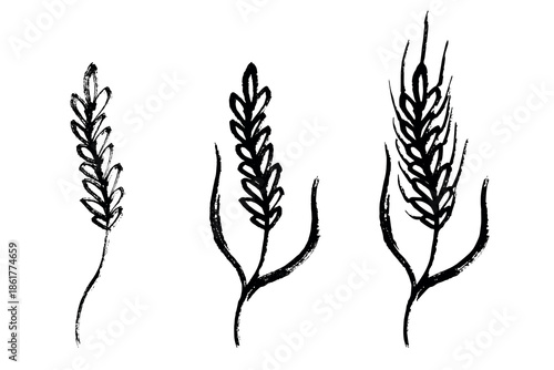 Set of hand drawn cereal wheat oat rye barley rice ears spikelet clipart Organic wheat bread agriculture farming harvest healthy food Single element for design print packaging label decor