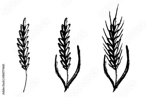 Set of hand drawn cereal wheat oat rye barley rice ears spikelet clipart Organic wheat bread agriculture farming harvest healthy food Single element for design print packaging label decor