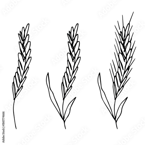 Set of hand drawn cereal wheat oat rye barley rice ears spikelet clipart Organic wheat bread agriculture farming harvest healthy food Single element for design print packaging label decor