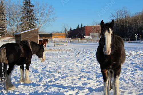 two horses on a winter day