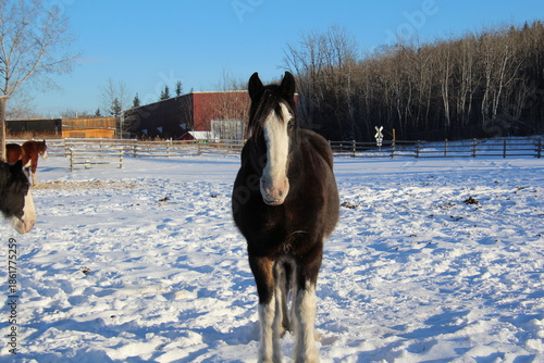 horse in winter snow, Fort Edmonton Park, Edmonton, Alberta