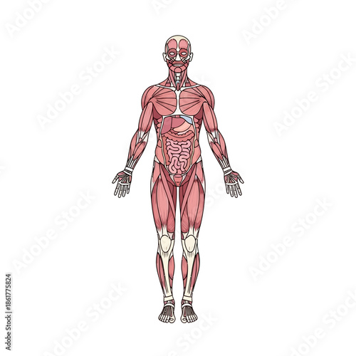 Detailed anatomical illustration of human musculature system for medical study