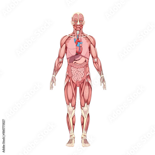 Detailed anatomical illustration of the human body showcasing muscular and organ systems