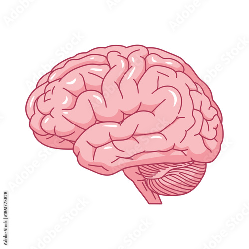 Human brain anatomy illustration symbolizing intellect and neurological function