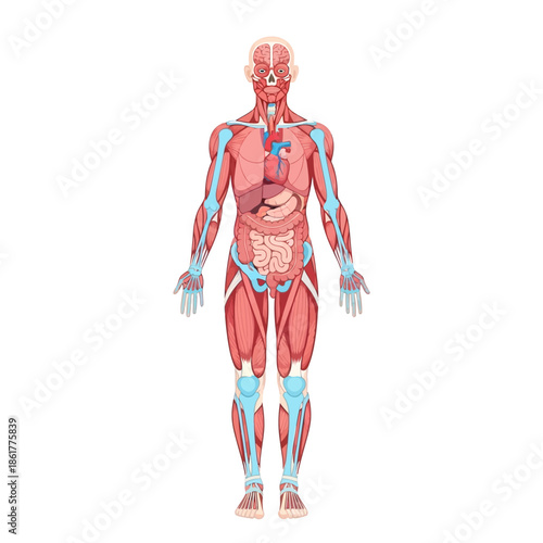 Detailed human anatomy diagram displaying muscles, bones, and internal organs for educational