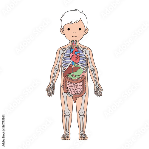 Illustration of human anatomy: A young boy with internal organs and skeletal system for education