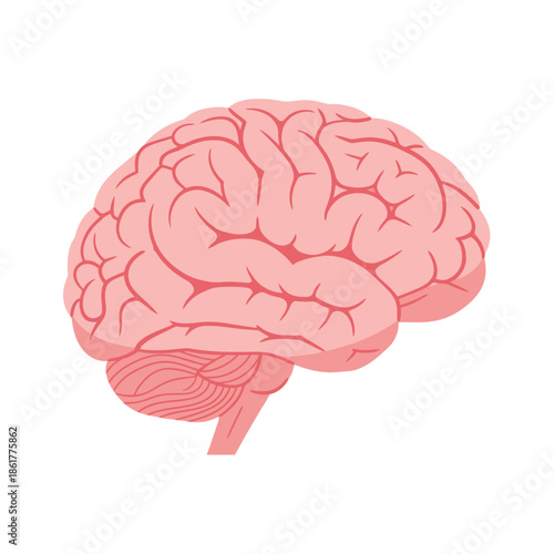 Anatomical brain illustration showcasing the complexity of human cognitive function