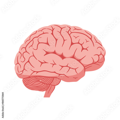 Simplified anatomical brain representation, emphasizing cerebral form and vascular pattern
