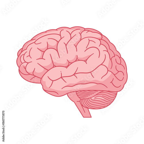 Human Brain Anatomical Illustration for Neuroscience Education and Mental Wellness Awareness