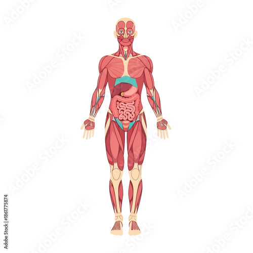 Detailed anatomical illustration of the human body displaying internal organs and muscle structure