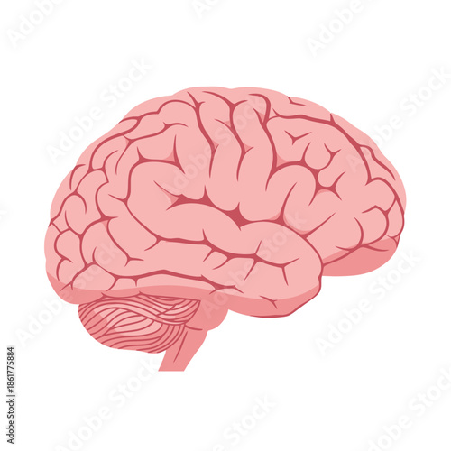 Anatomical brain illustration showcasing cognitive function and human intelligence design