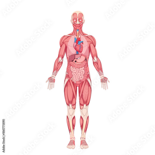 Detailed anatomical illustration showcasing the human body's internal organ systems for medical