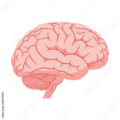 Anatomical illustration displaying a stylized human brain with intricate contours and textures