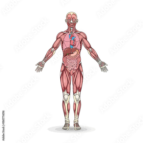 Detailed anatomical illustration portraying human muscular and visceral systems for educational