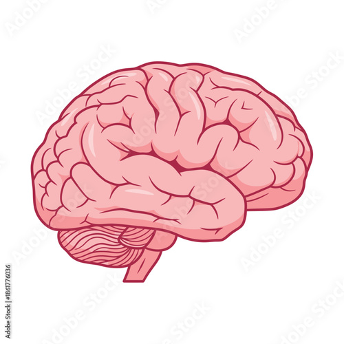 Human brain illustration showcasing cognitive function and anatomical design complexity