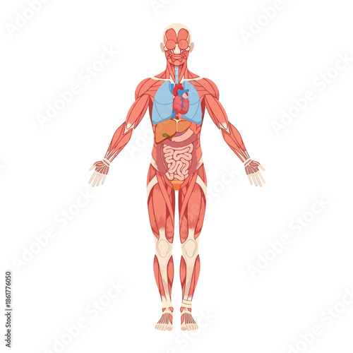 Comprehensive anatomical illustration displaying major human organs and muscular structure