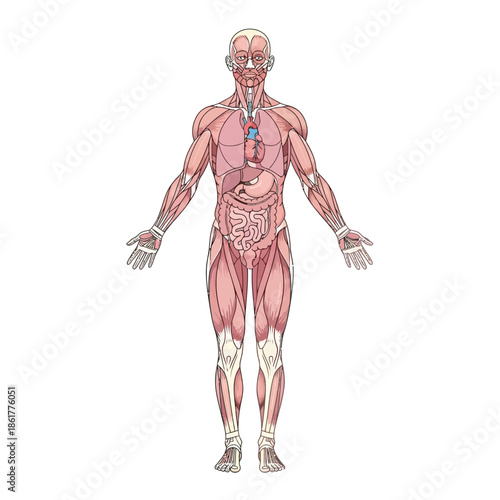 Detailed anatomical illustration of human musculoskeletal system cardiovascular anatomy and vital