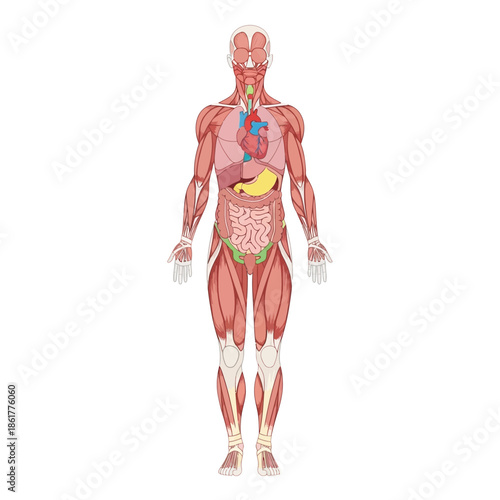 Detailed anatomical illustration of the human body showcasing internal organs and muscular structure