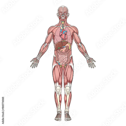 Detailed anatomical illustration showcasing the human body's intricate systems and structure