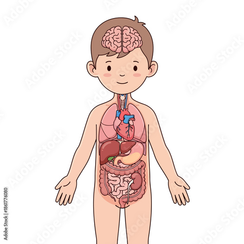 Cartoon human body revealing internal organs illustration for educational purposes visual aid