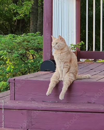 cat in the garden