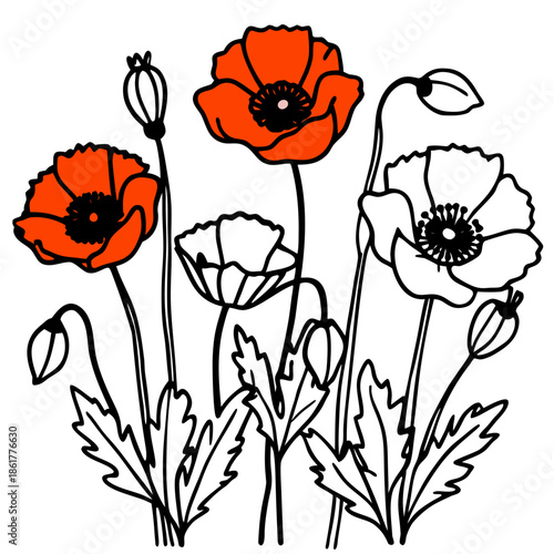Vibrant poppy flowers in bloom