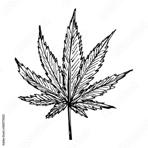 Hand drawn cannabis leaf Medicine marijuana Hemp leaves clipart in doodle style Single element for print, web, design, decor