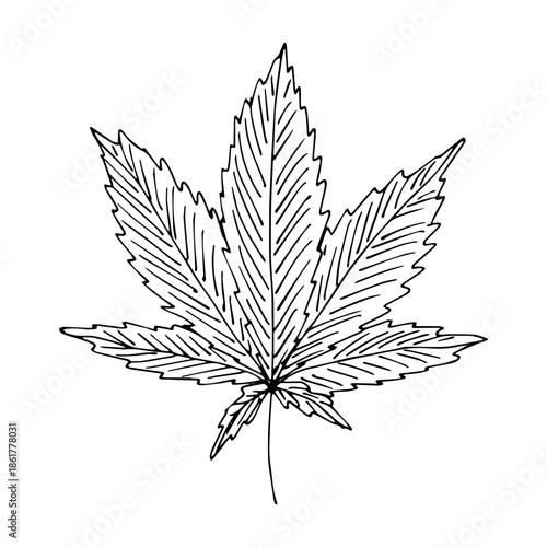 Hand drawn cannabis leaf Medicine marijuana Hemp leaves clipart in doodle style Single element for print, web, design, decor