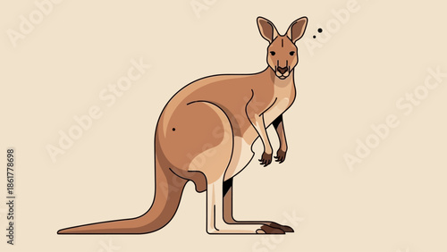 Minimalist vector illustration of an Australian kangaroo standing.