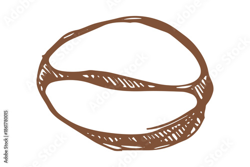 Hand drawn fresh roasted coffee bean Arabica robusta seed doodle Single element for print, web, design, decor