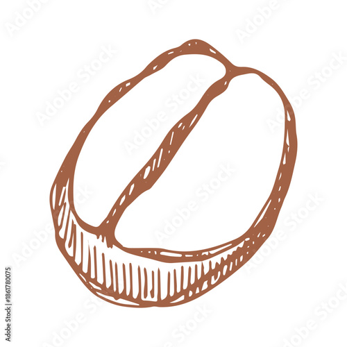 Hand drawn fresh roasted coffee bean Arabica robusta seed doodle Single element for print, web, design, decor
