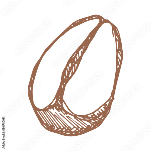 Hand drawn fresh roasted coffee bean Arabica robusta seed doodle Single element for print, web, design, decor