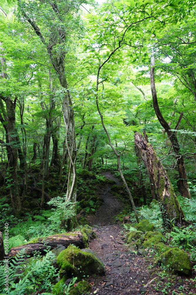 Fototapeta premium summer path through old wild forest
