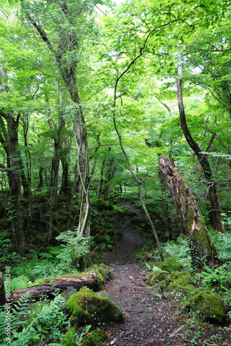 summer path through old wild forest