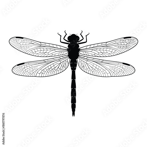 Dragonfly with wings spread Vector, Silhouette, Illustration