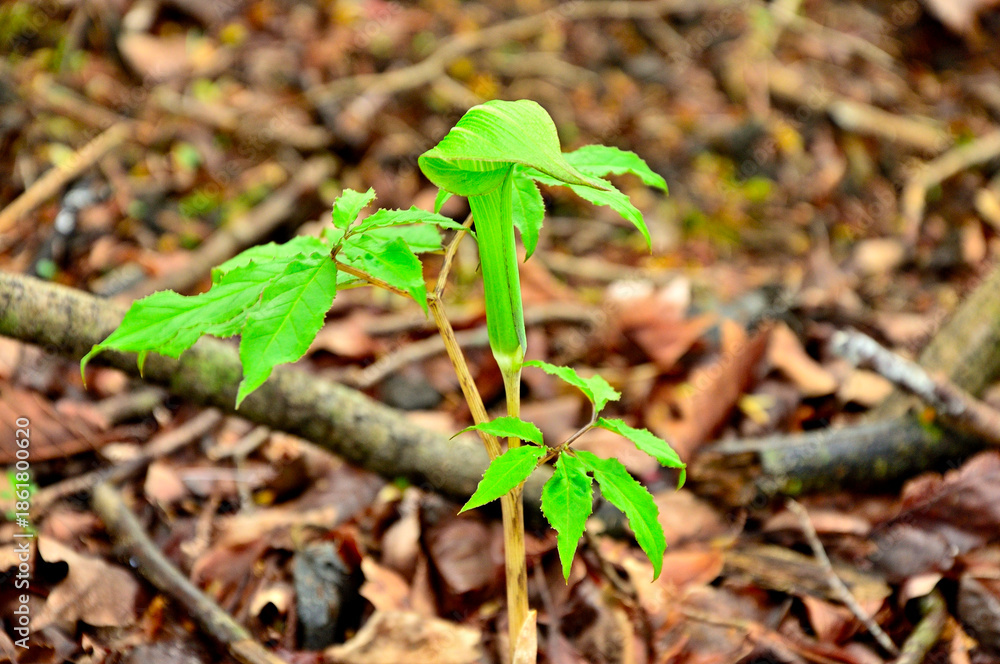 Obraz premium 丹沢の高指山 ホソバテンナンショウ 