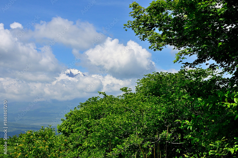 Fototapeta premium 丹沢山地の高指山より 雲間の富士山 