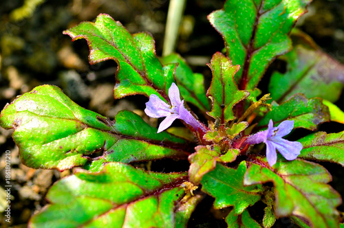 丹沢山地の高指山　タチキランソウ
