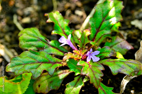 丹沢山地の高指山　タチキランソウ
