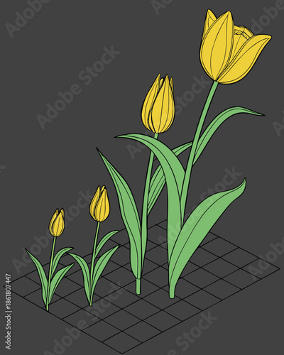 3D Yellow Tulip Growth Stages Set, Realistic Flower Life Cycle from Bud to Bloom Isolated on Dark Grid