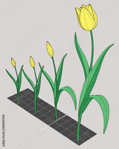 3D Yellow Tulip Growth Stages Set, Realistic Flower Life Cycle from Bud to Bloom Isolated on Dark Grid