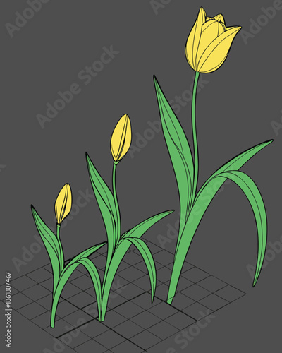 3D Yellow Tulip Growth Stages Set, Realistic Flower Life Cycle from Bud to Bloom Isolated on Dark Grid