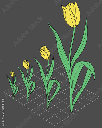 3D Yellow Tulip Growth Stages Set, Realistic Flower Life Cycle from Bud to Bloom Isolated on Dark Grid
