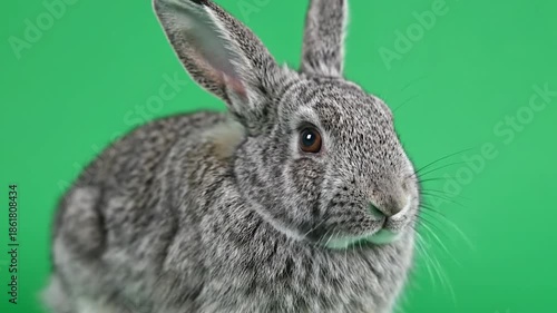 Wallpaper Mural Close-up of a gray rabbit with upright ears against a green background, capturing detail Torontodigital.ca