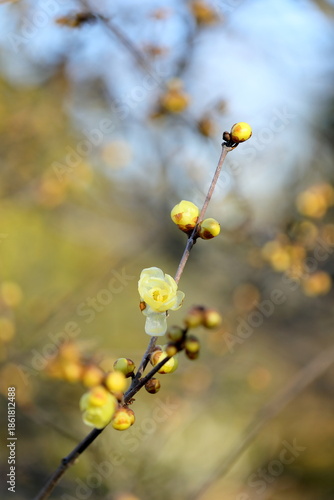 日本の初春の花、ロウバイ