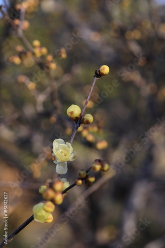 日本の初春の花、ロウバイ