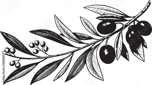 Olive Branch Line Art Featuring Leaves, Berries, and Fruit in Black and White Botanical Style