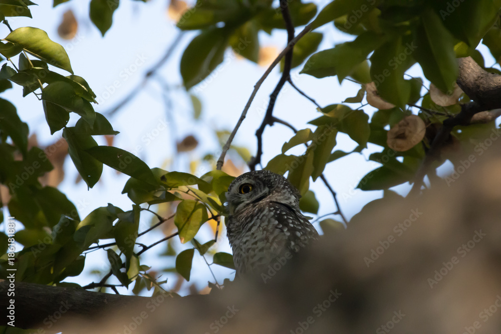 Fototapeta premium The small spotted owl with big, cute eyes belongs to the owl family.